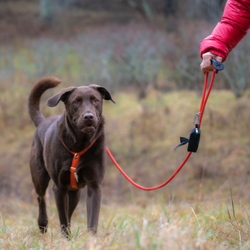 Chocolate lab with orange rope leash and harness